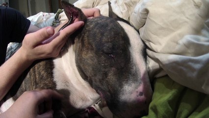 Deuxième séance d'hirudothérapie