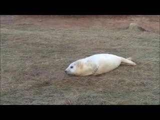 Donna Nook 18Nov16