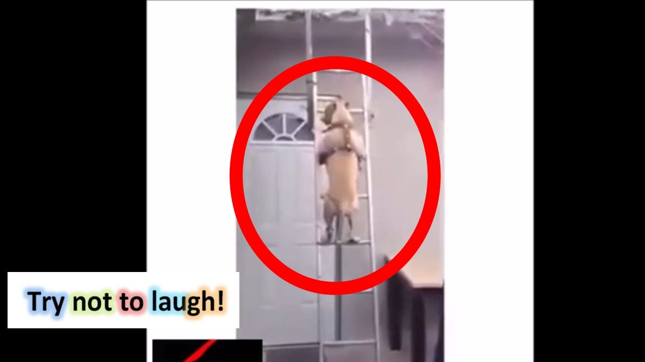 dog going down itself - Best win of the month [NEW]