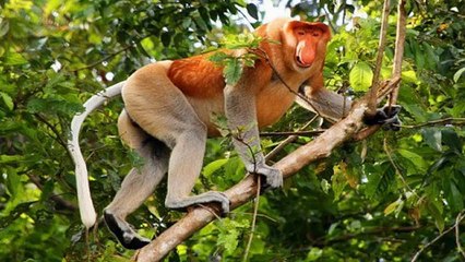 18 Animales que se extinguirán antes de que mueras  Docuteca