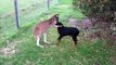 Unbelievable Animal to Animal Friendship - Wild Animals Friendship - YouTube_2