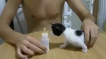3 haftalık kedi yavrusu sütü görünce