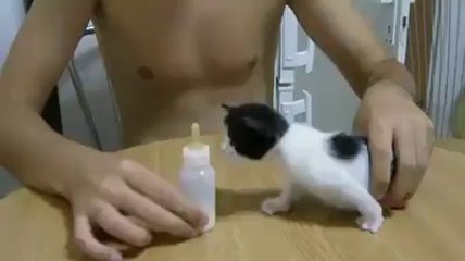 3 haftalık kedi yavrusu sütü görünce