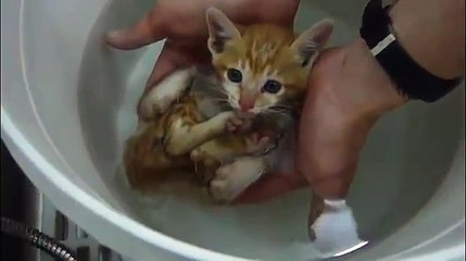 Pobre gatito bebe le urge un primer baño [360p]