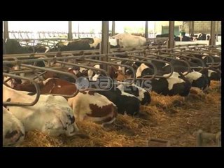 Ora News - Dermatoza nodulare, fermerët në Lushnjë: Vaksinimi ka rënduar sëmundjen