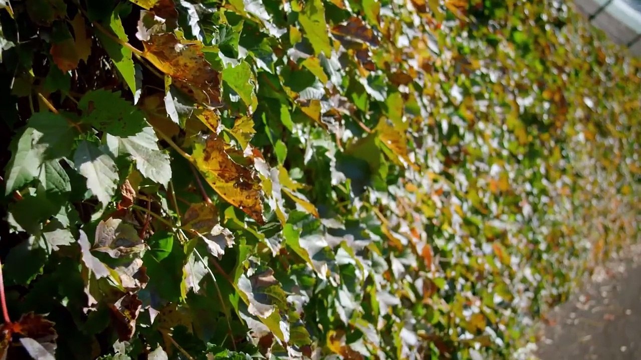 Cubs Fans Celebrate While NL MVP Kris Bryant Gets Back to Work