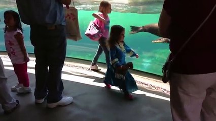 A little girl falls to the zoo. The reaction of a sea lion