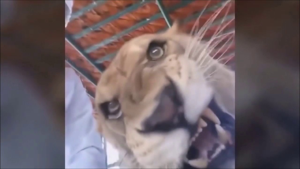 Attention, animal dangereux