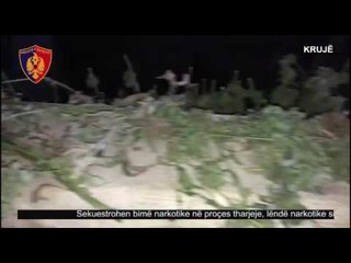 Report TV - Krujë, drogë dhe armë në garazh Sekuestrohen 300 bimë narkotike