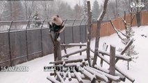 Toronto Zoo Giant Panda Climbing in the Snow!