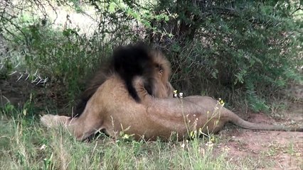 Lion sniffs at Trackers feet ! Greater Kruger National Park