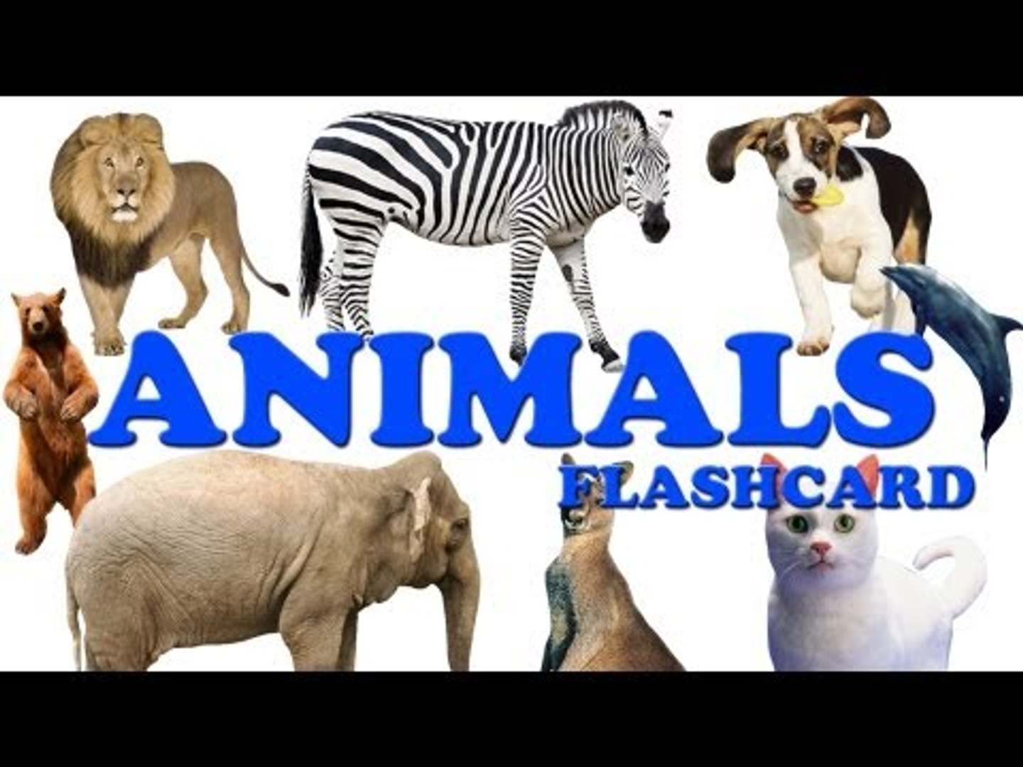 Animals Flashcard - video Dailymotion
