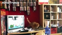 Funny Cats Jump Fails Compilation 2016 || NEW HD