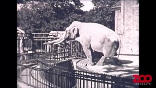 Elefanten Jumbo fodres med kiks i 1940 | Copenhagen Zoo