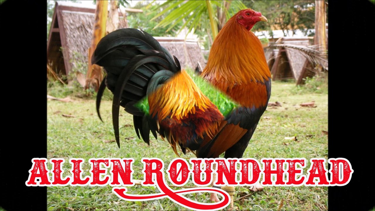 Allen Roundhead Gamefowl