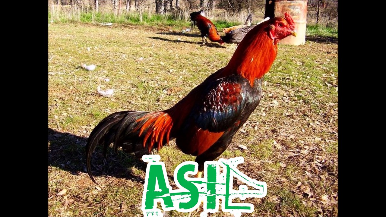 Asil Gamefowl