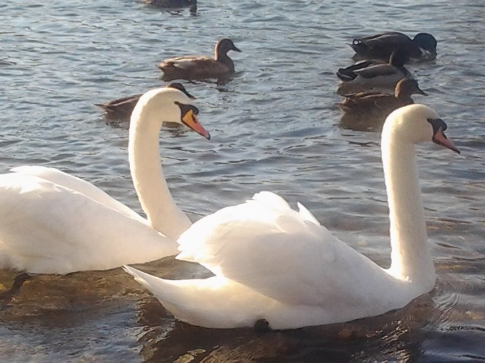 nice duck in swimming in the  pond/nice duck in pond/pond in nice duck/duck in river/the big river in the duck