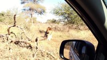 ▶ Mating Lions - need some Privacy ! Kruger National Park, South Africa