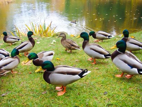 ince duck in the the pond /in duck river/sweeimng in the river,pond/duck in home/duuck in river