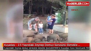 Kuşadası - 2.5 Yaşındaki Zeynep Domuz Sürüsünü Ekmekle Besledi