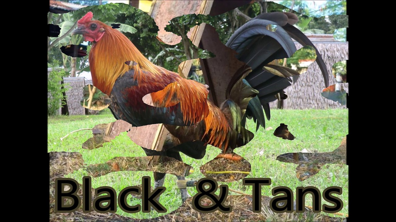 Black & Tans Gamefowl
