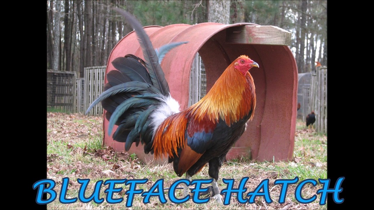Blueface Hatch Gamefowl