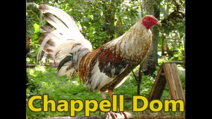 Chappell Dom Gamefowl