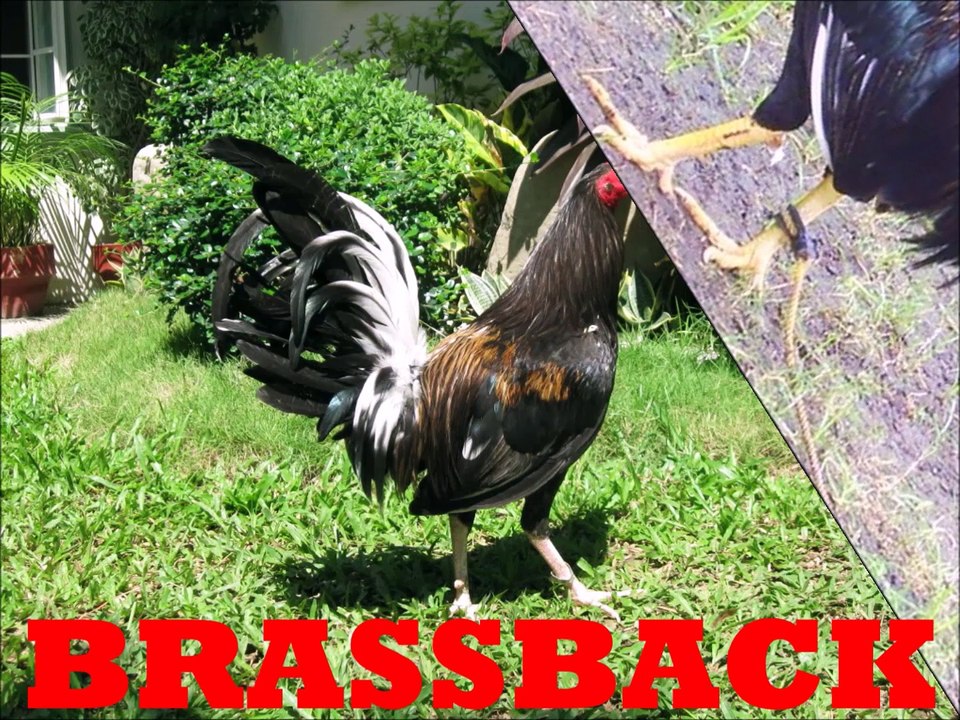 Brassback Gamefowl