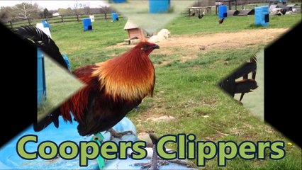 Coopers Clippers Gamefowl