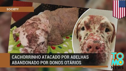 Cachorrinho atacado por abelhas abandonado por donos otários.