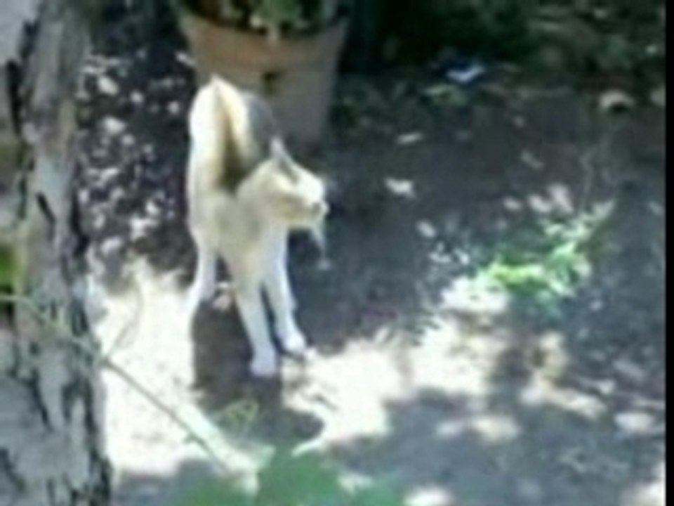 Incredibile!Cane Contro Gatto ma perde il cane!by Erny(SA)