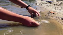 RARE FOOTAGE Stingray Giving Birth, Boy Delivers 12 Stingrays! HD