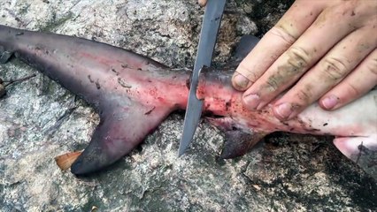 Shark fishing - Catch n Cook! HD