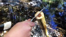Spearfishing HUGE Eels! Catch n Cook, (primitive spear making)
