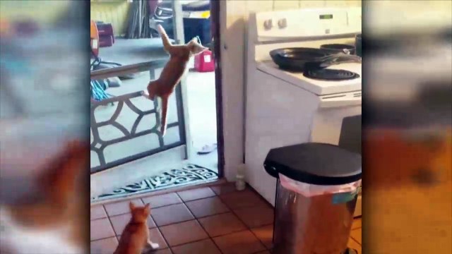 Những chú mèo siêu đáng yêu