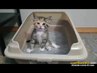 Kakasını Yapıp Üzerini Örttükten Sonra Bakın Nasıl Yaptım Ama Duruşu Atan Kedi