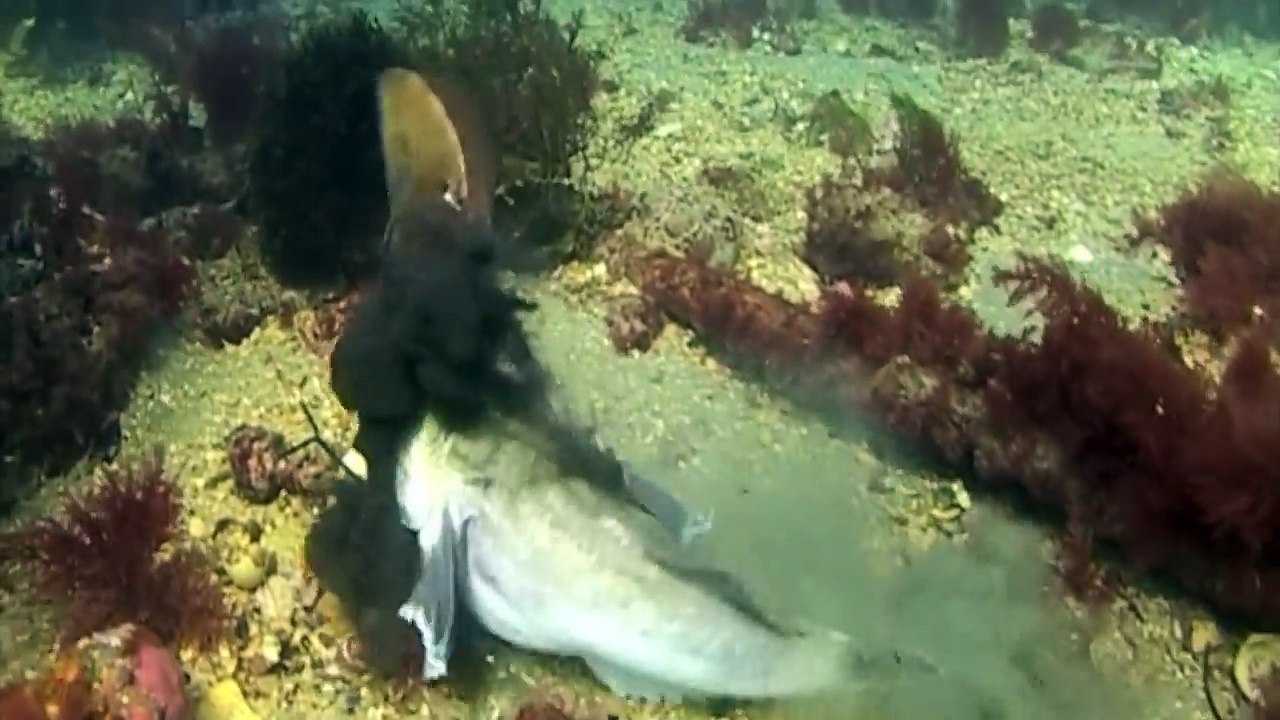 Star gazer eats fish alive