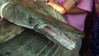 Strange and Dangerous Fish Catch In Cambodia | New Fish Species | Long Mouth And Teeth Fish