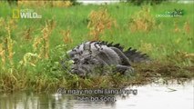 The giant crocodile 6 m - Animal Planet 2015 - Wildlife Documentary