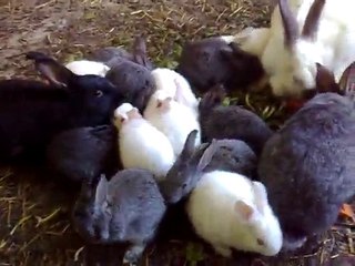 Tavşanlarım ve tavşan yavrularım