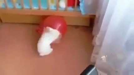 Balon Patlayınca Eli Ayağı Birbirine Dolanan Tavşan
