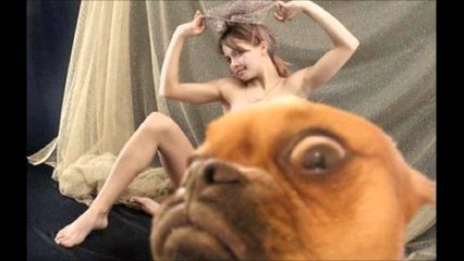ANIMALES QUE RECIBIERON SU MERECIDO POR SER DEMASIADO CURIOSOS  --- EL 3 NO TUVO TANTA SUERTE