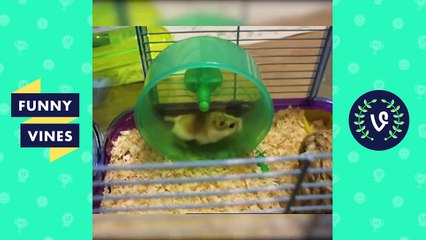 NEW _Try Not To Laugh Challenge_ _ Funny Animals Vines Compilation