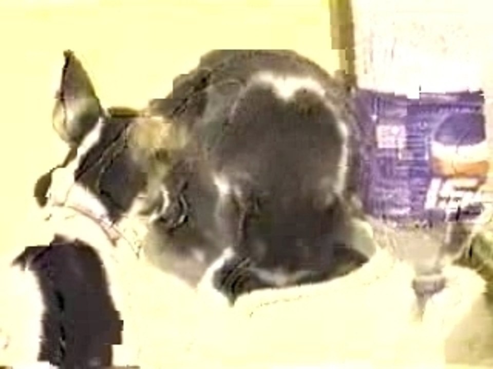 chat
