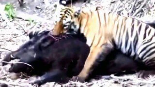 Tiger Attack & Kill Boar - Tiger Attack National Geographic Wild & Discovery Channel HD