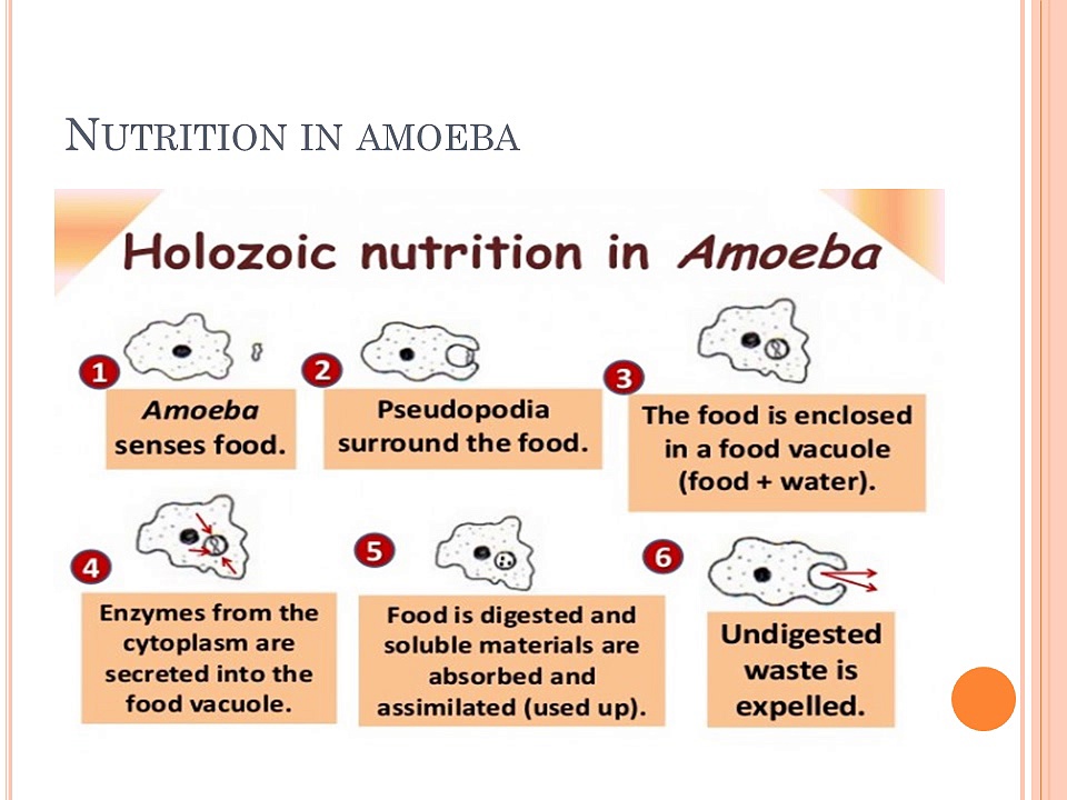 nutrition in animals