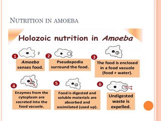 nutrition in animals