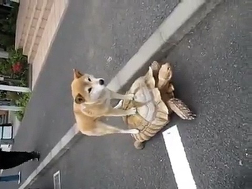 funy dog