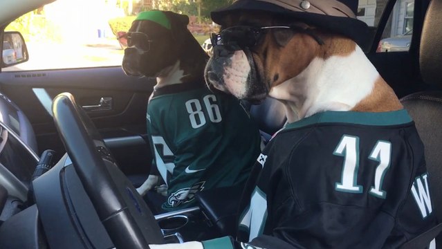 Mannequin Challenge avec des chiens, énorme !