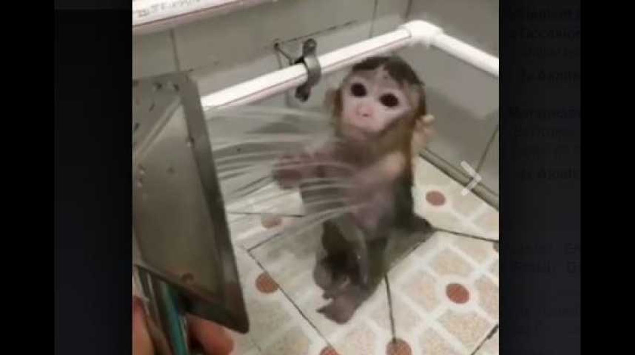 Ce petit singe qui prend sa douche est trop chou !